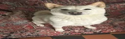 Japanese Shiba Inu dogs for sale: Shiba Inu Full Pedigree Puppies - Advert 9