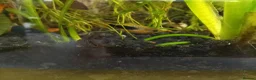 Platies fish for sale: Platy fry  - Advert 1