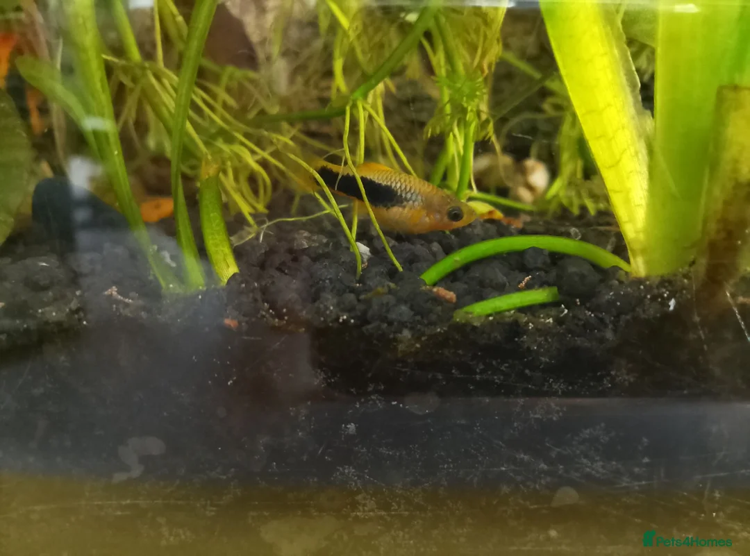 Platies fish for sale: Platy fry  - Advert 1