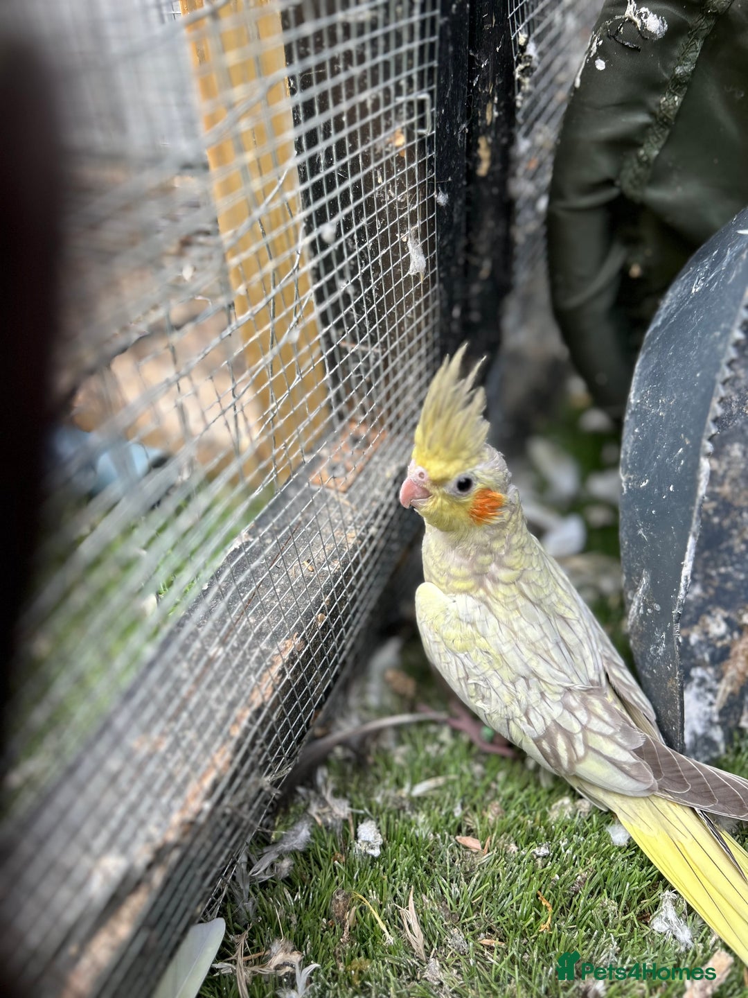 Cockatiels birds for sale: Baby lorrekeet £300 /cockatiels £80 each  - Image 8