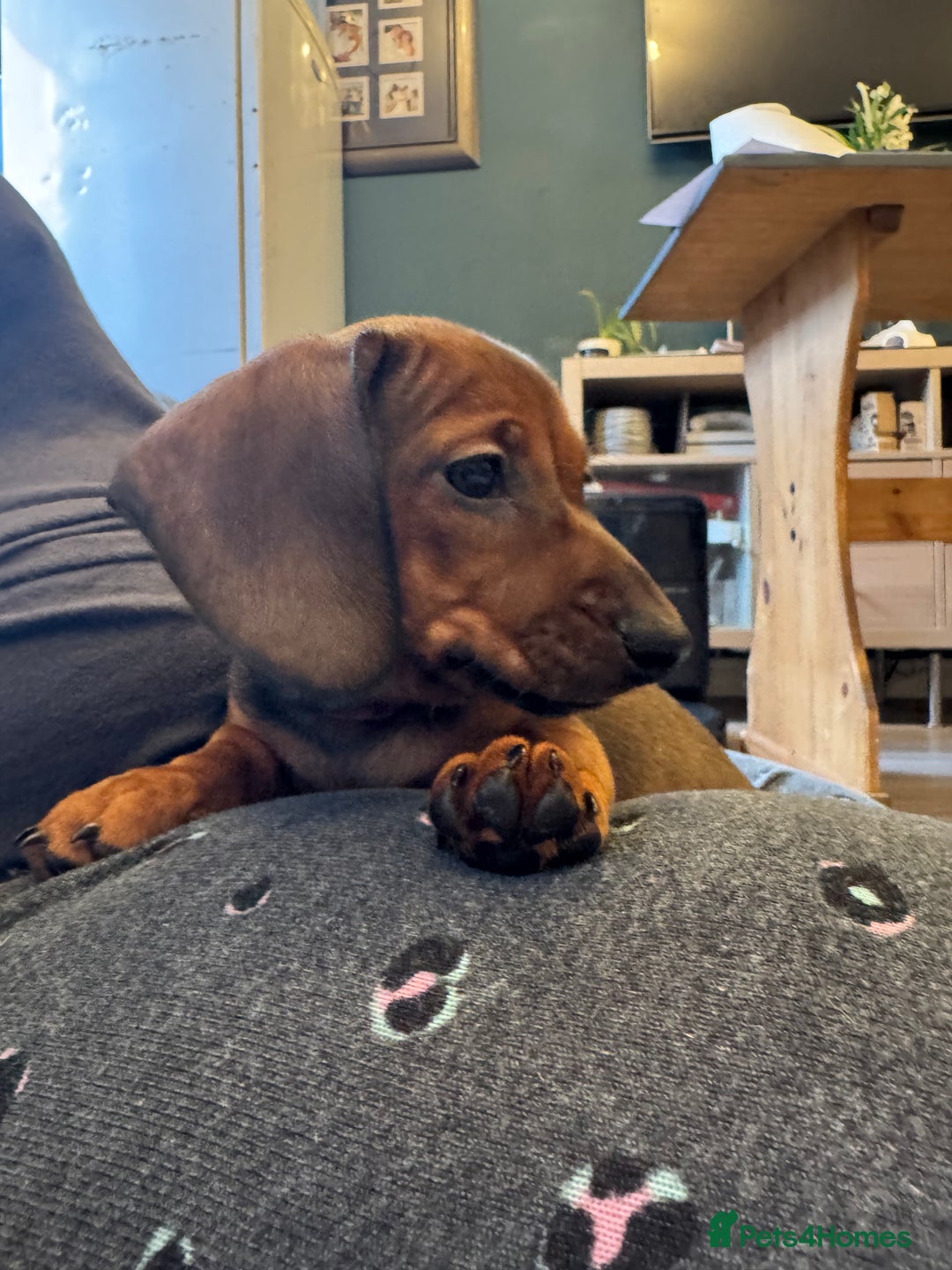 Miniature Dachshund dogs for sale: Miniature daschund Ready now - Image 3