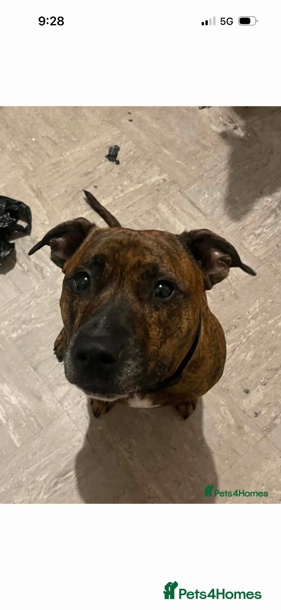 Staffordshire Bull Terrier dogs for sale: REHOME not dogs fault age 3 - Advert 2