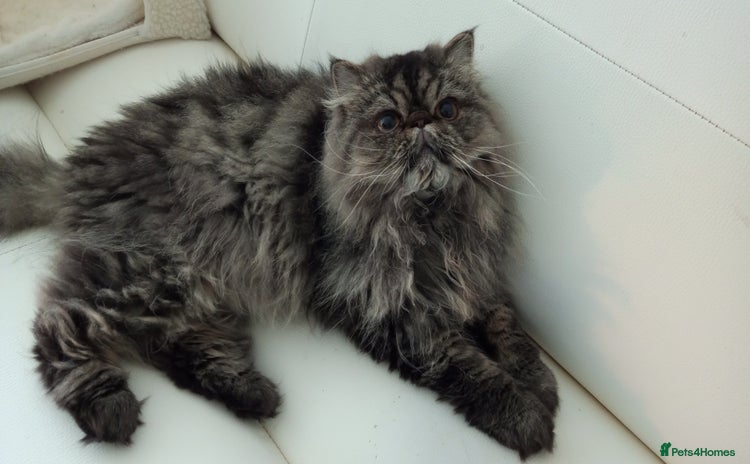 Persian cats - Advert 5