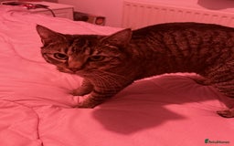 British Shorthair cats for sale: Female neutered cat - Image 2