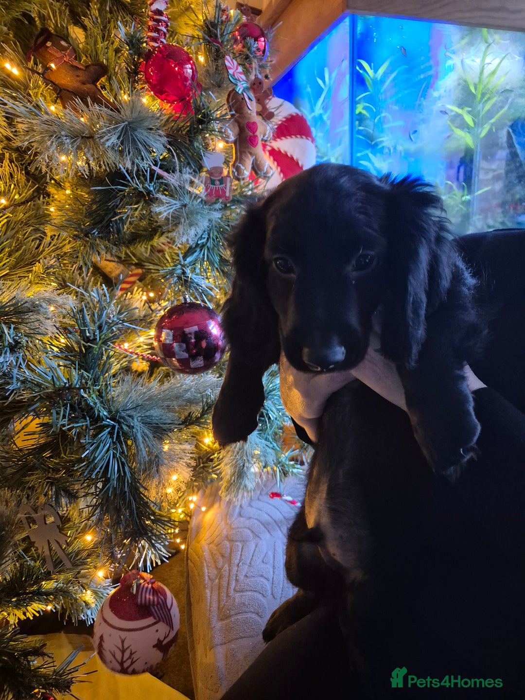 Mixed Breed dogs for sale: Dashalier puppies  - Advert 6