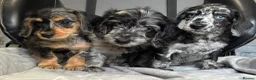 Doxiepoo dogs for sale: READY NOW  DOXIEPOOS BOTH PARENTS HEALTH TESTED  - Advert 11