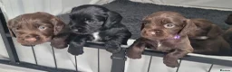 Cocker Spaniel dogs for sale: Kc registered working cocker spaniel puppies in Rotherham - Advert 12