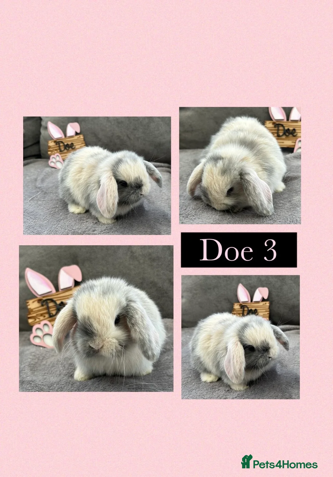 Mini Lop rabbits for sale: Pure Bred Mini Lops - Advert 2