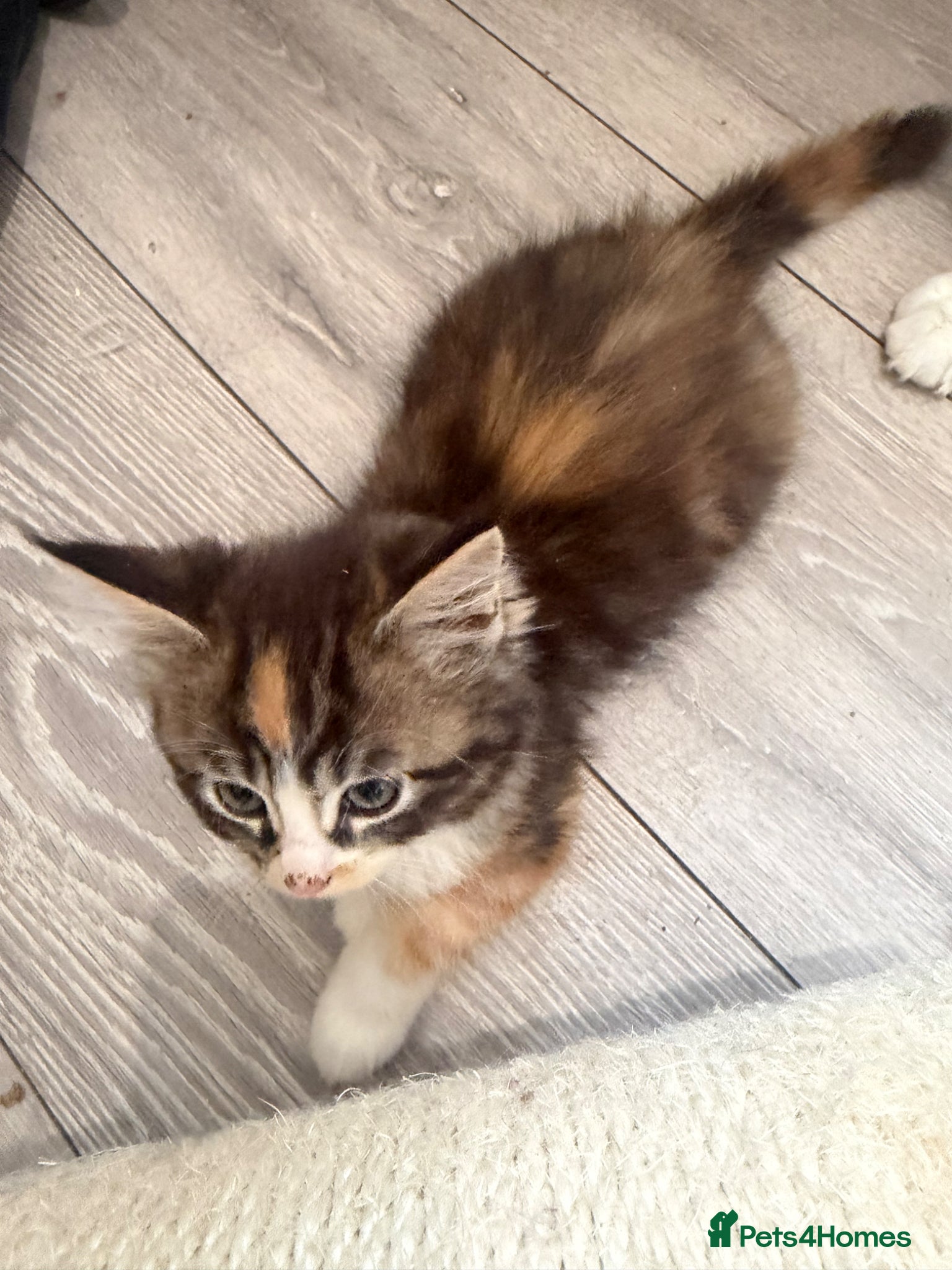Maine Coon cats Maincoon X Ragdoll - Advert 2