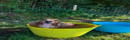 Cocker Spaniel dogs for sale: 🏆 Award Winning 🏆 - Advert 19