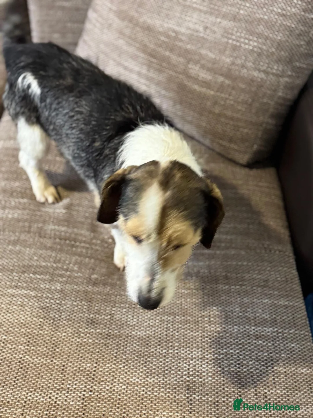Mixed Breed dogs for adoption: Sweet Rami is looking for LOVE - Advert 30
