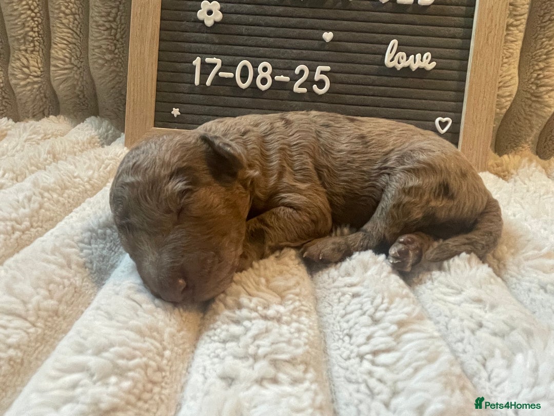 Cockapoo dogs for sale: F1bb Cockapoo puppies - Image 8