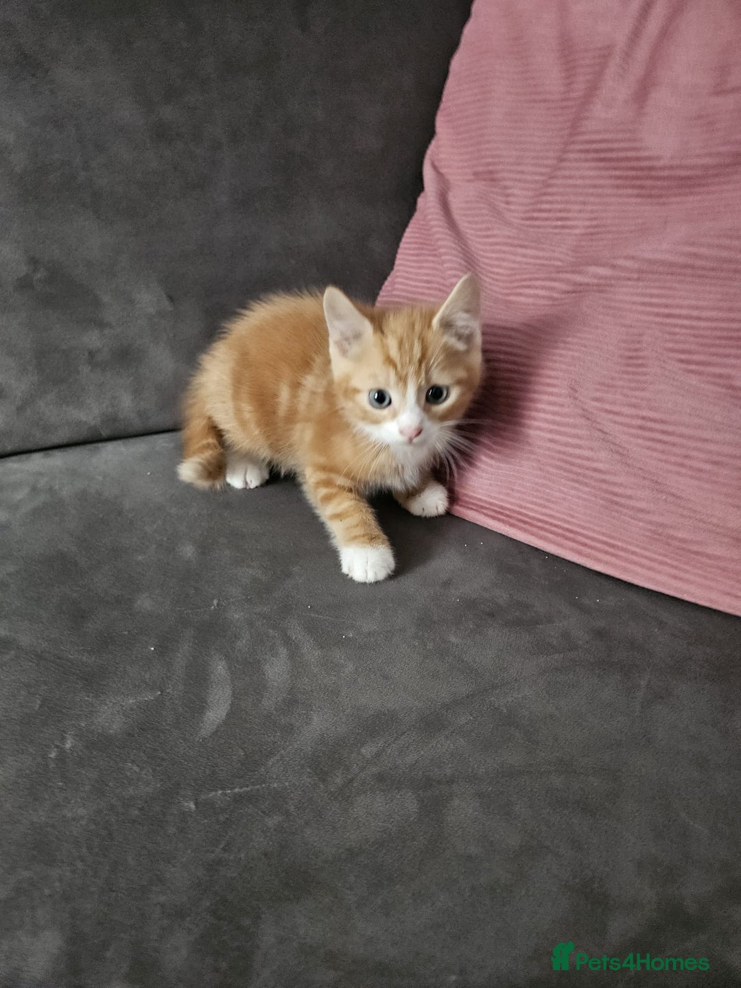Mixed Breed cats for sale: 5 beautiful kittens ready for new loving home  - Image 2
