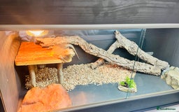 Bearded Dragon reptiles for sale: Female Bearded Dragon with full set up  - Image 3