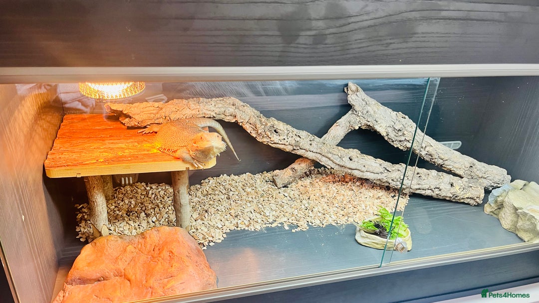 Bearded Dragon reptiles for sale: Female Bearded Dragon with full set up  - Image 3