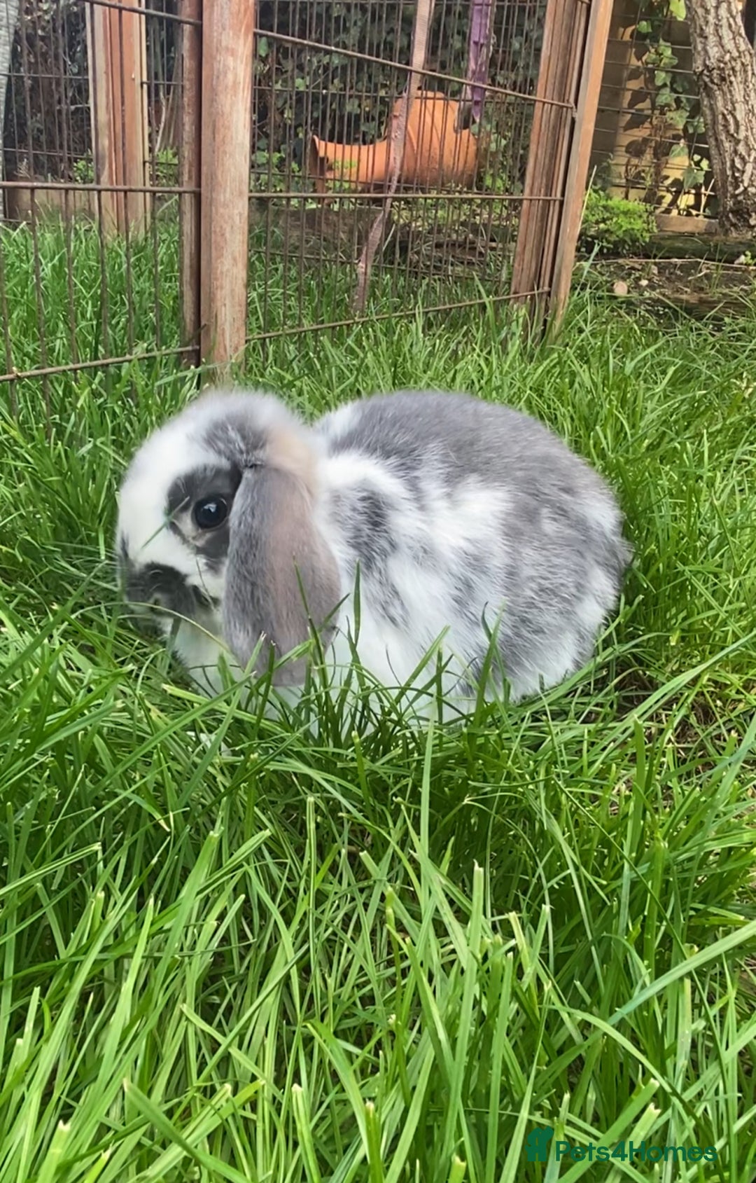 French Lop rabbits for sale: Baby French lop  - Image 1