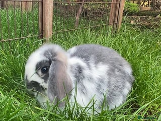 French Lop rabbits - Advert 23