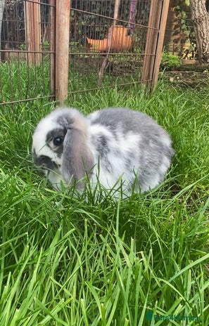 French Lop rabbits - Advert 4