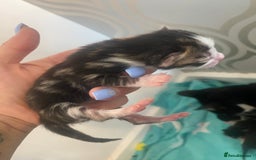 Mixed Breed cats for sale: Kittens  - Image 1
