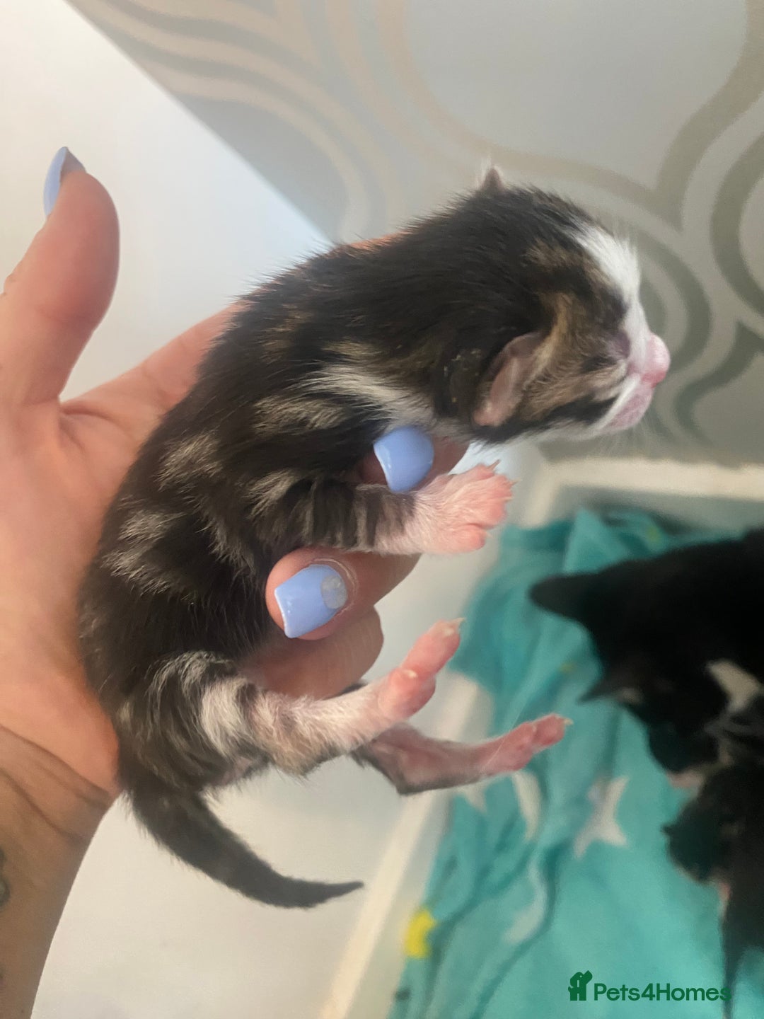 Mixed Breed cats for sale: Kittens  - Image 1