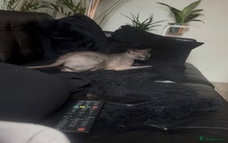 Sphynx cats for sale: 4 years Tica Active girl never breed - Image 4