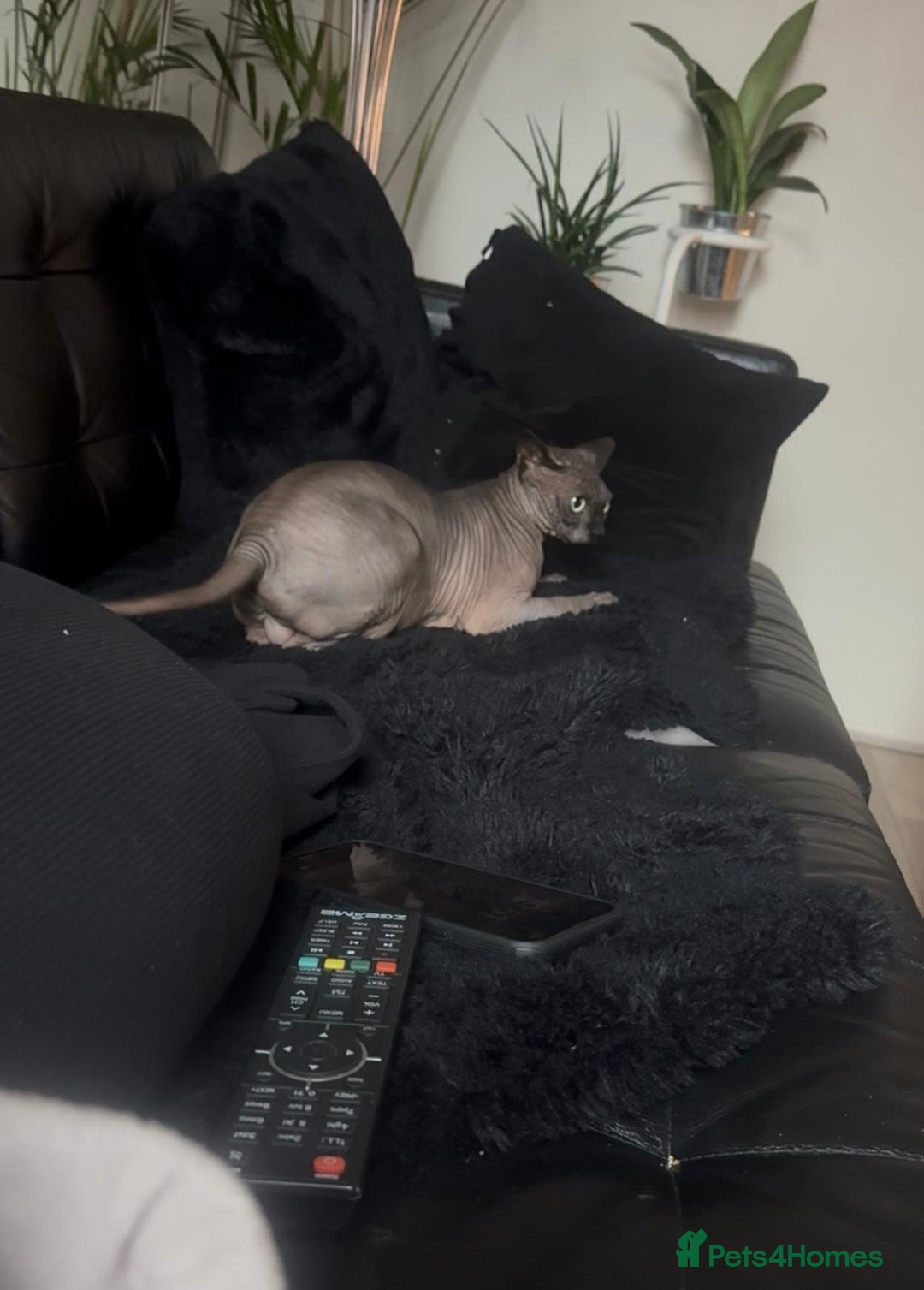 Sphynx cats for sale: 4 years Tica Active girl never breed - Image 4