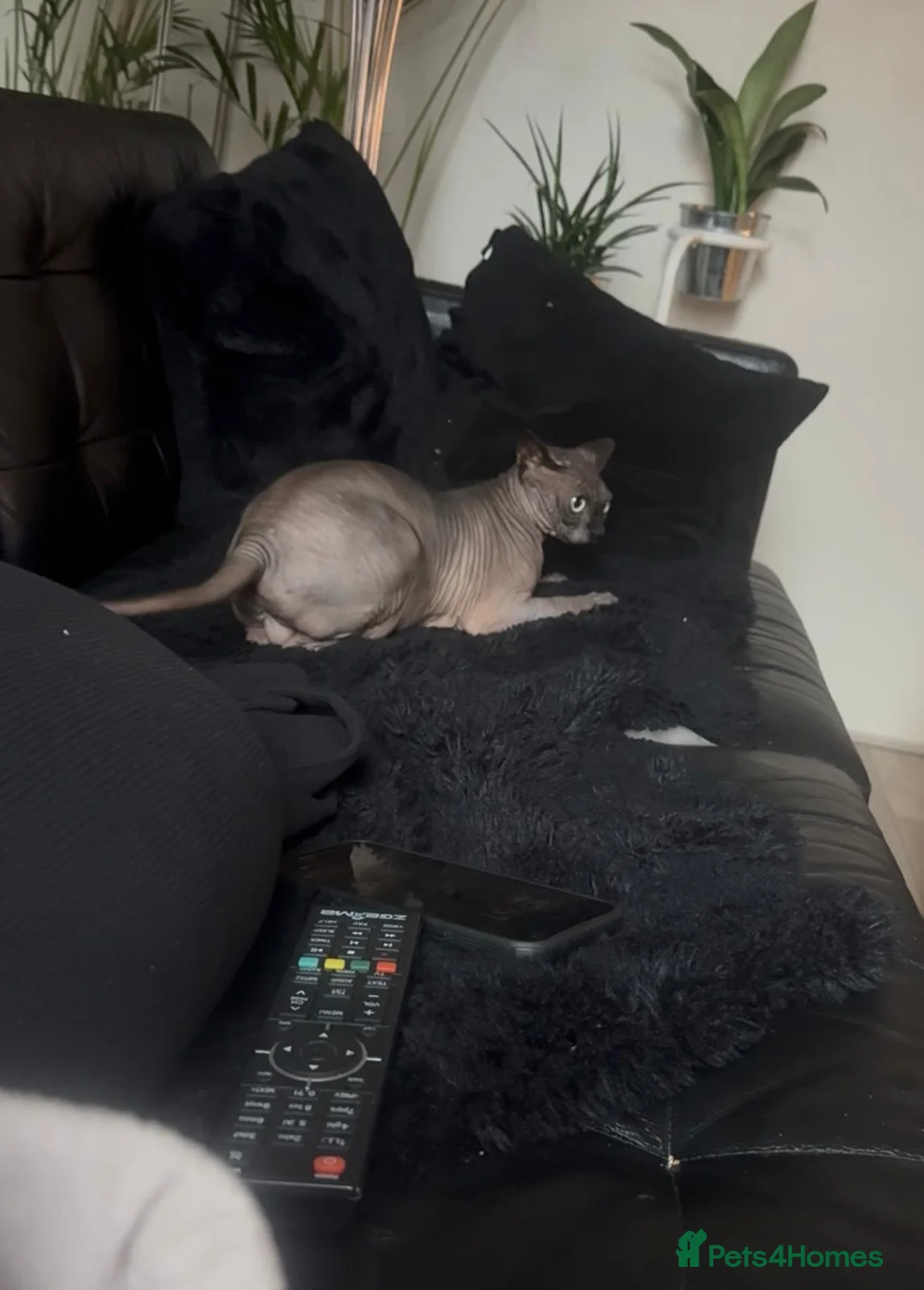 Sphynx cats for sale: 4 years old beautiful girl.  - Advert 6