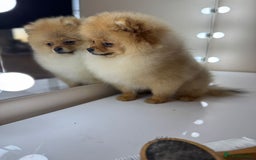 Pomeranian dogs for sale: Pomeranian boy - Image 8