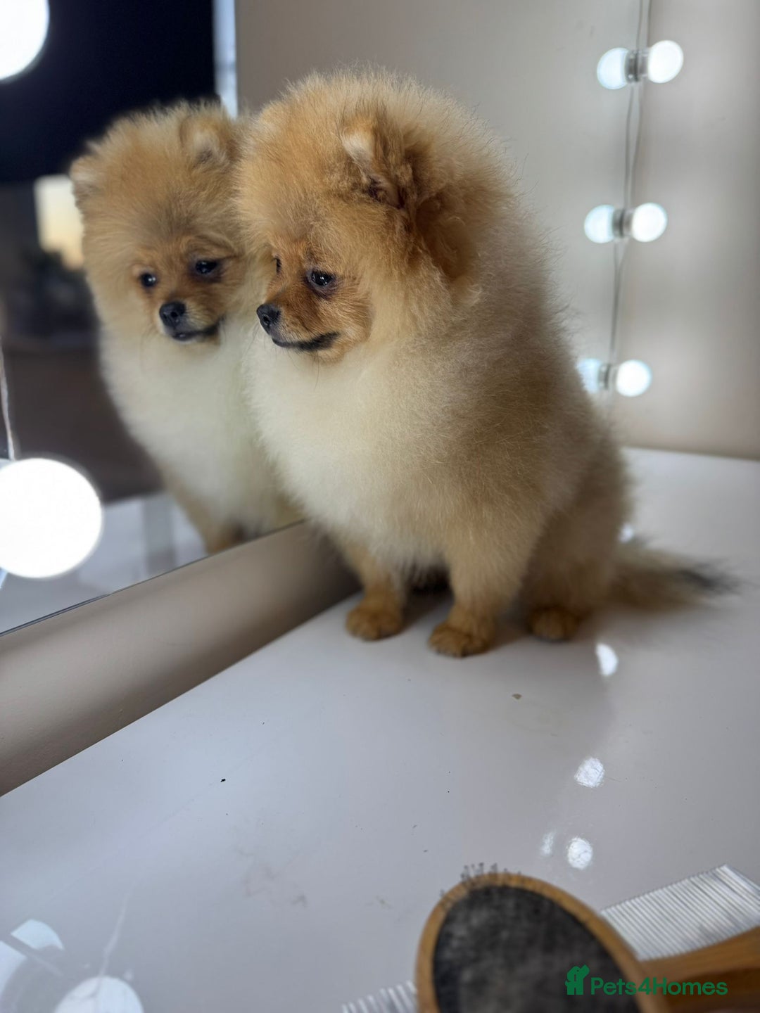 Pomeranian dogs for sale: Pomeranian boy - Image 8
