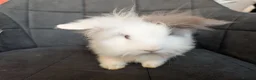 Lionhead rabbits for sale: Beautiful Double-maned Lionhead Rabbits for Sale - Advert 17