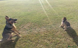 German Shepherd dogs for sale: Two Male GSD pups - Image 2