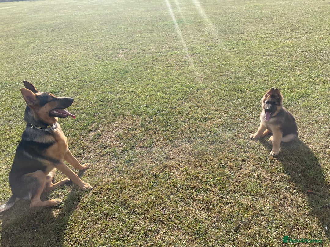 German Shepherd dogs for sale: Two Male GSD pups - Image 2