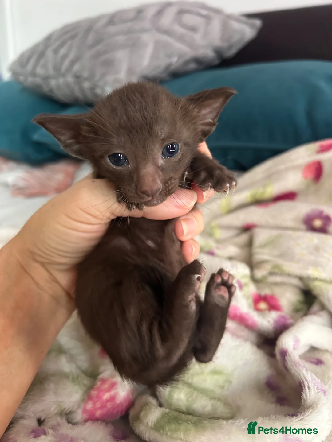 Oriental cats for sale: Oriental/can DELIVER  - Advert 2