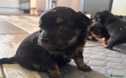 Mixed Breed dogs for sale: Jackawawa - Image 17