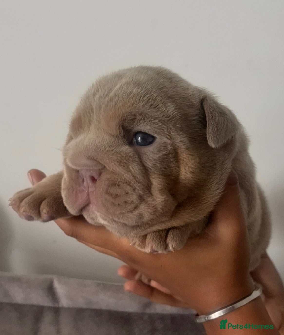 English Bulldog dogs *** QUALITY ENGLISH BULLDOG’s *** - Advert 1