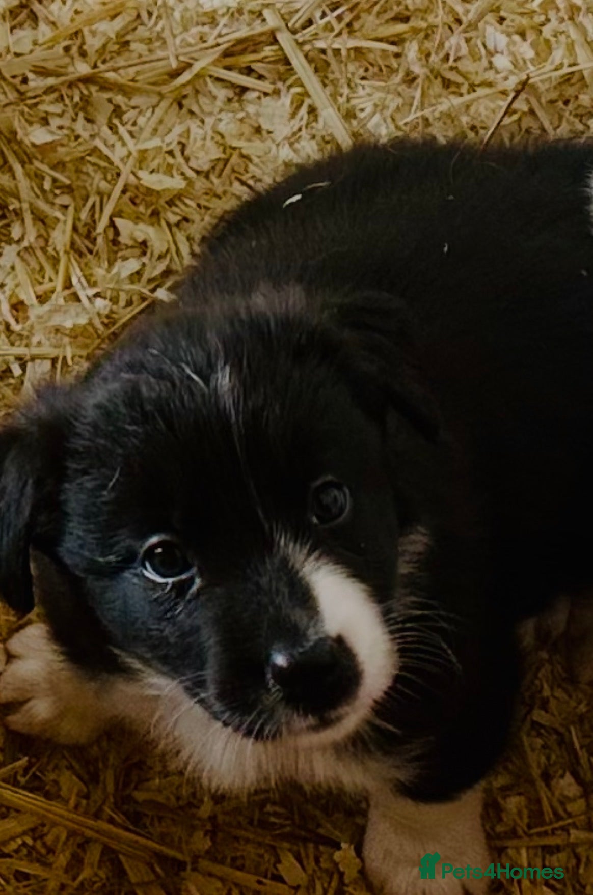 Border Collie dogs for sale: Beautiful Border Collie Puppies  - Advert 3
