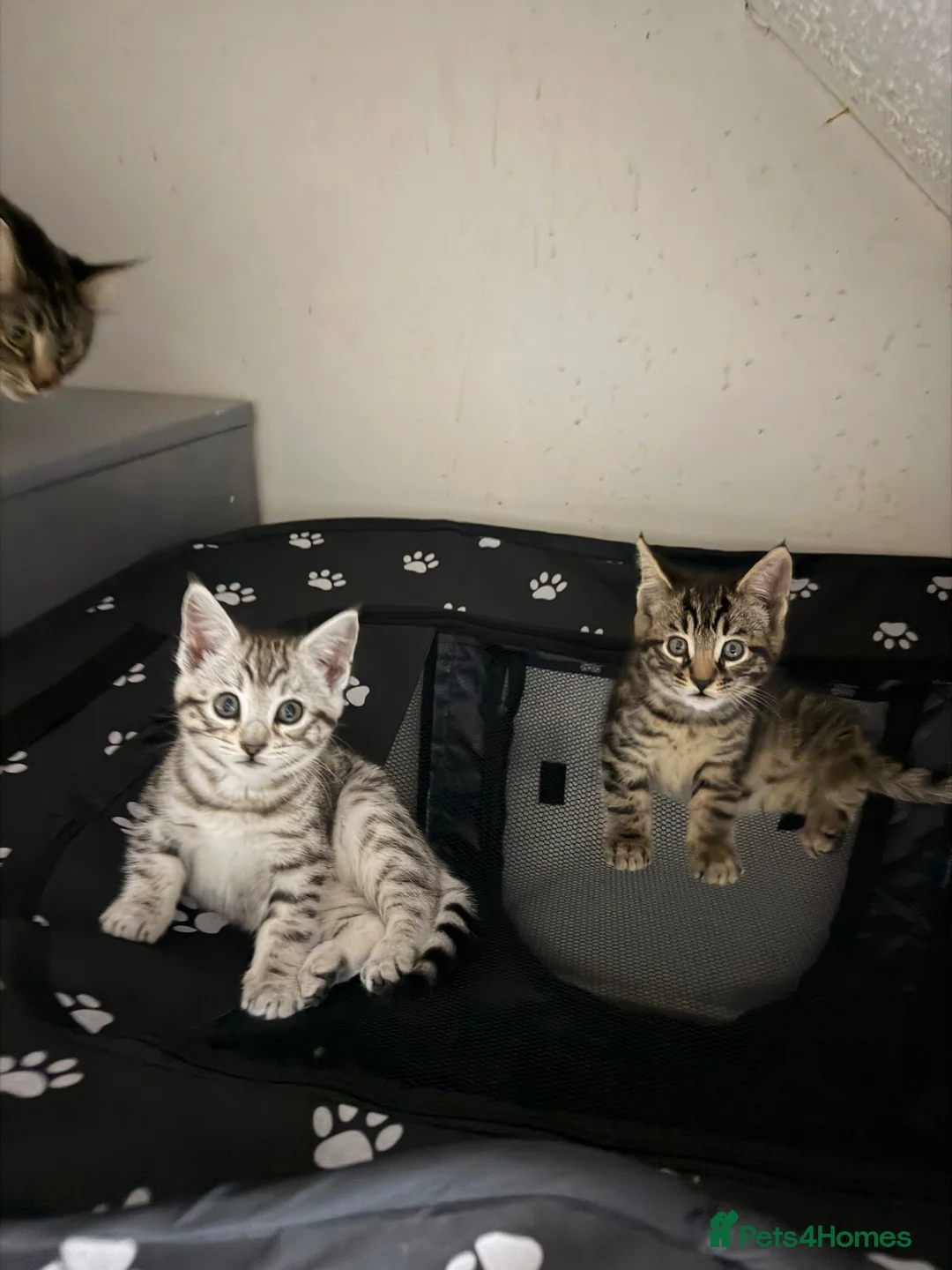 Mixed Breed cats for sale: Maine Coon x Bengal Kittens in Irvine - Advert 11