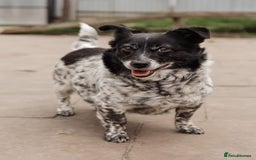 Mixed Breed dogs for adoption: 💖🐶 LYRA 🐶💖 - Image 21