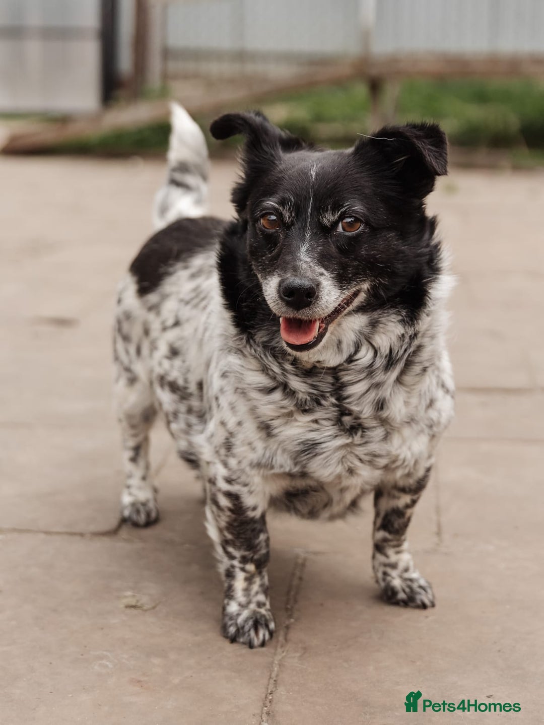 Mixed Breed dogs for adoption: 💖🐶 LYRA 🐶💖 - Image 21