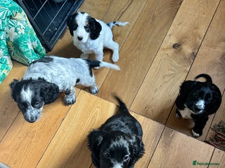 Cocker Spaniel dogs Beautiful Working Cocker Spaniel puppies - Advert 3