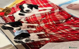 Cocker Spaniel dogs for sale: AMAZING COCKER SPANIEL PUPPIES READY NOW!  - Image 8