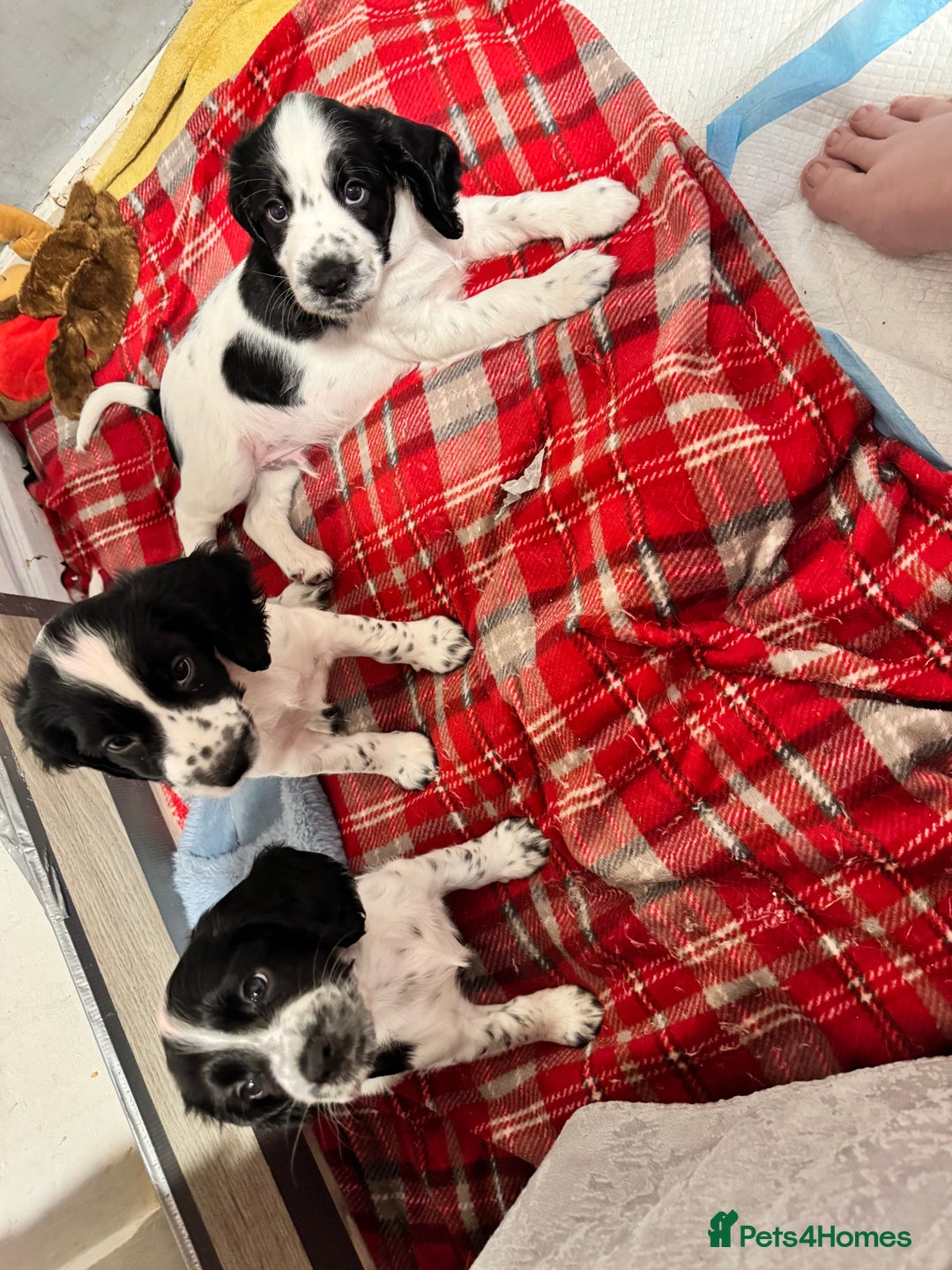 Cocker Spaniel dogs for sale: AMAZING COCKER SPANIEL PUPPIES READY NOW!  - Image 8