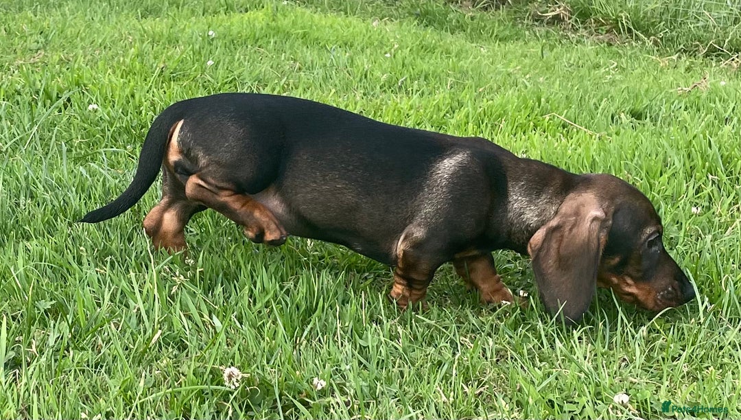 Dachshund dogs for sale: Standard Wire Haired Dachshunds - Image 24