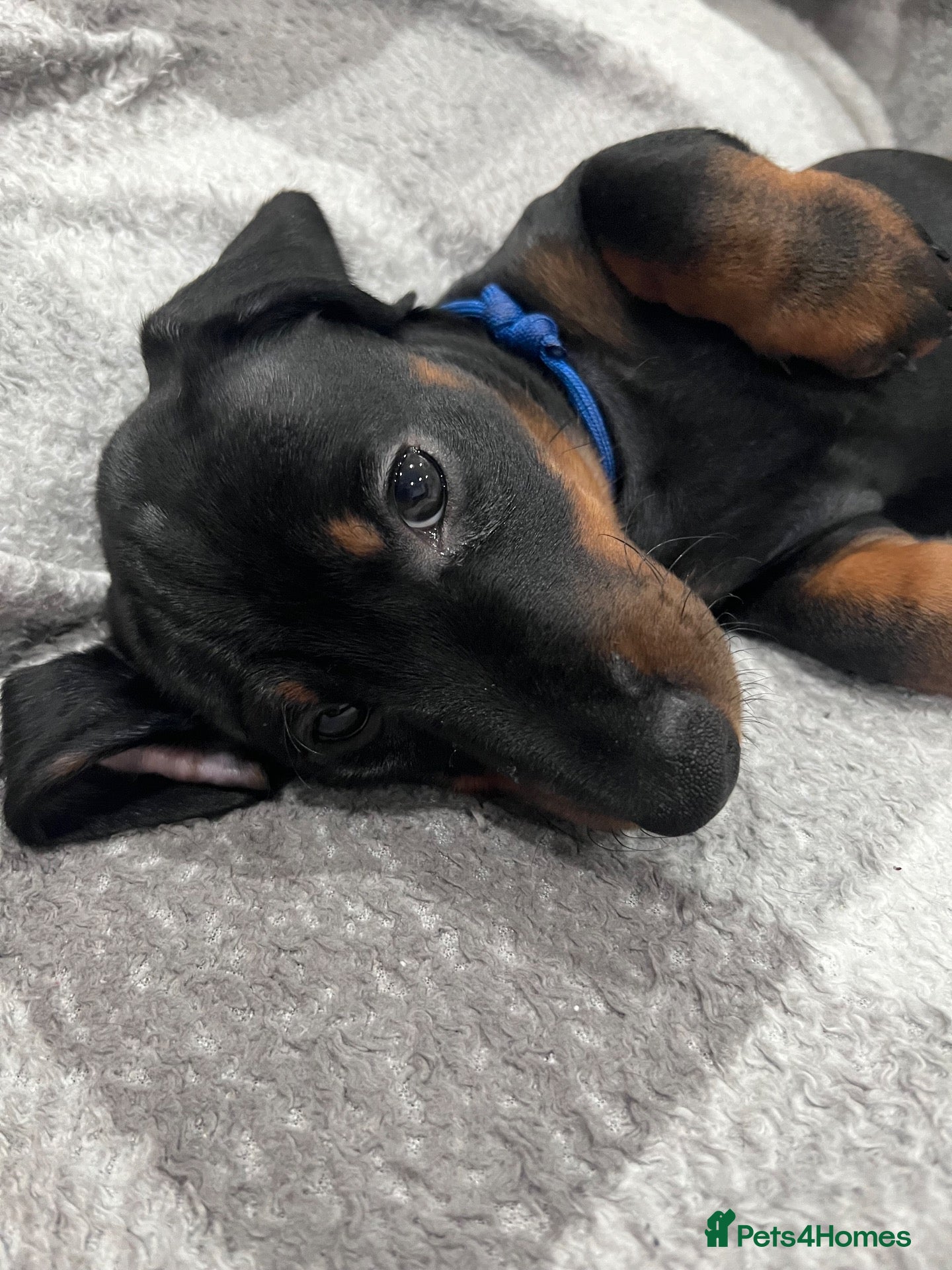 Dachshund dogs Gorgeous black & tan dachshund puppy - Advert 3
