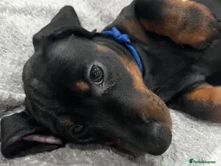 Dachshund dogs Gorgeous black & tan dachshund puppy - Advert 3
