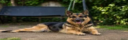 German Shepherd dogs for sale: German shepherd  in Rainham - Advert 1