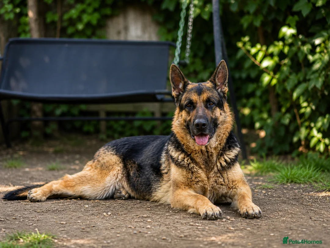 German Shepherd dogs for sale: German shepherd  in Rainham - Advert 1