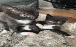 Mixed Breed cats for sale: Gorgeous kittens black and white - Image 15