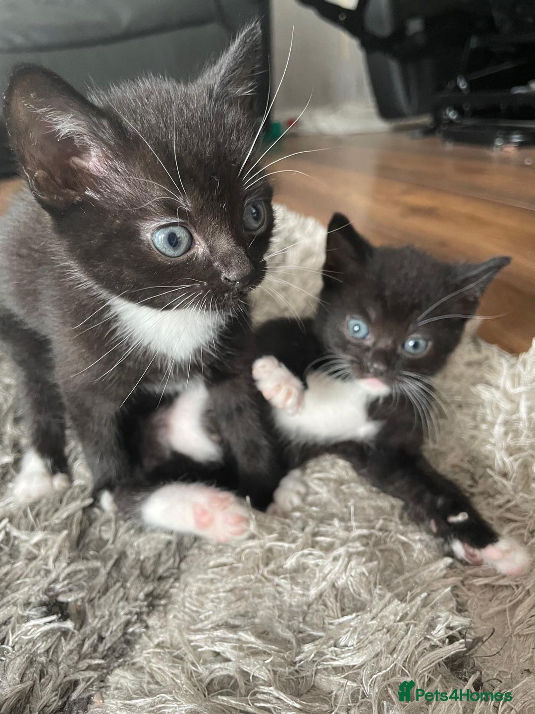 Mixed Breed cats for sale: Gorgeous kittens black and white - Image 15