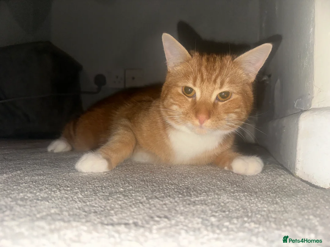 Domestic Shorthair cats for sale: Ginger male kitten - Advert 6